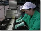 Aire Comprimido en la Industria Agro Alimentaria